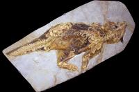 <i>Psittacosaurus</i> Fossil