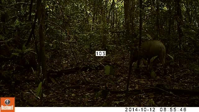 Wild Boar with a Piglet in Pasoh Forest Reserve