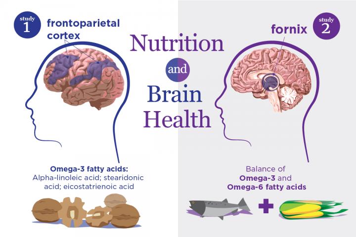 Aging, Nutrition and the Brain