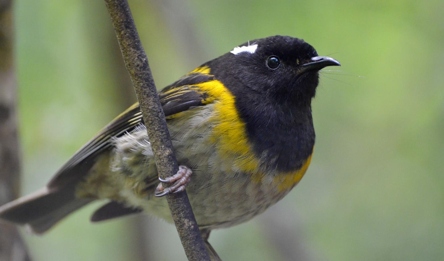 Male Hihi Bird