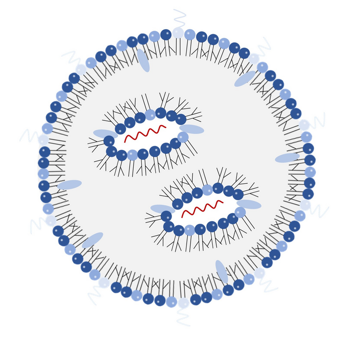 A cross-section of an LNP-RNA