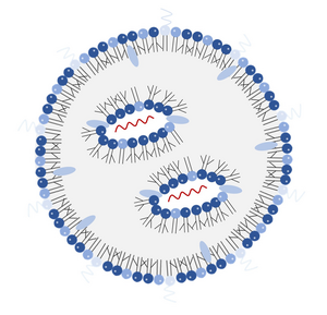 A cross-section of an LNP-RNA