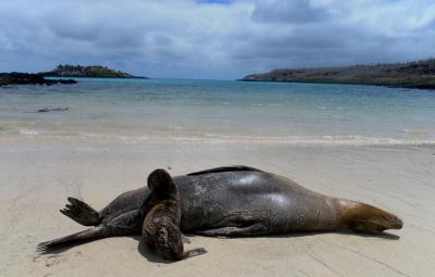 Galapagos Sea Lion (1 of 2)