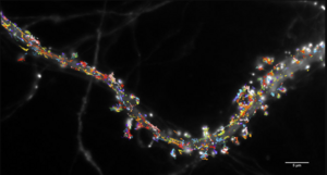 Mobility of glutamate receptors