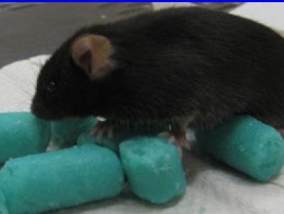 Mutant Mice Stay Slim on a High-Fat Diet