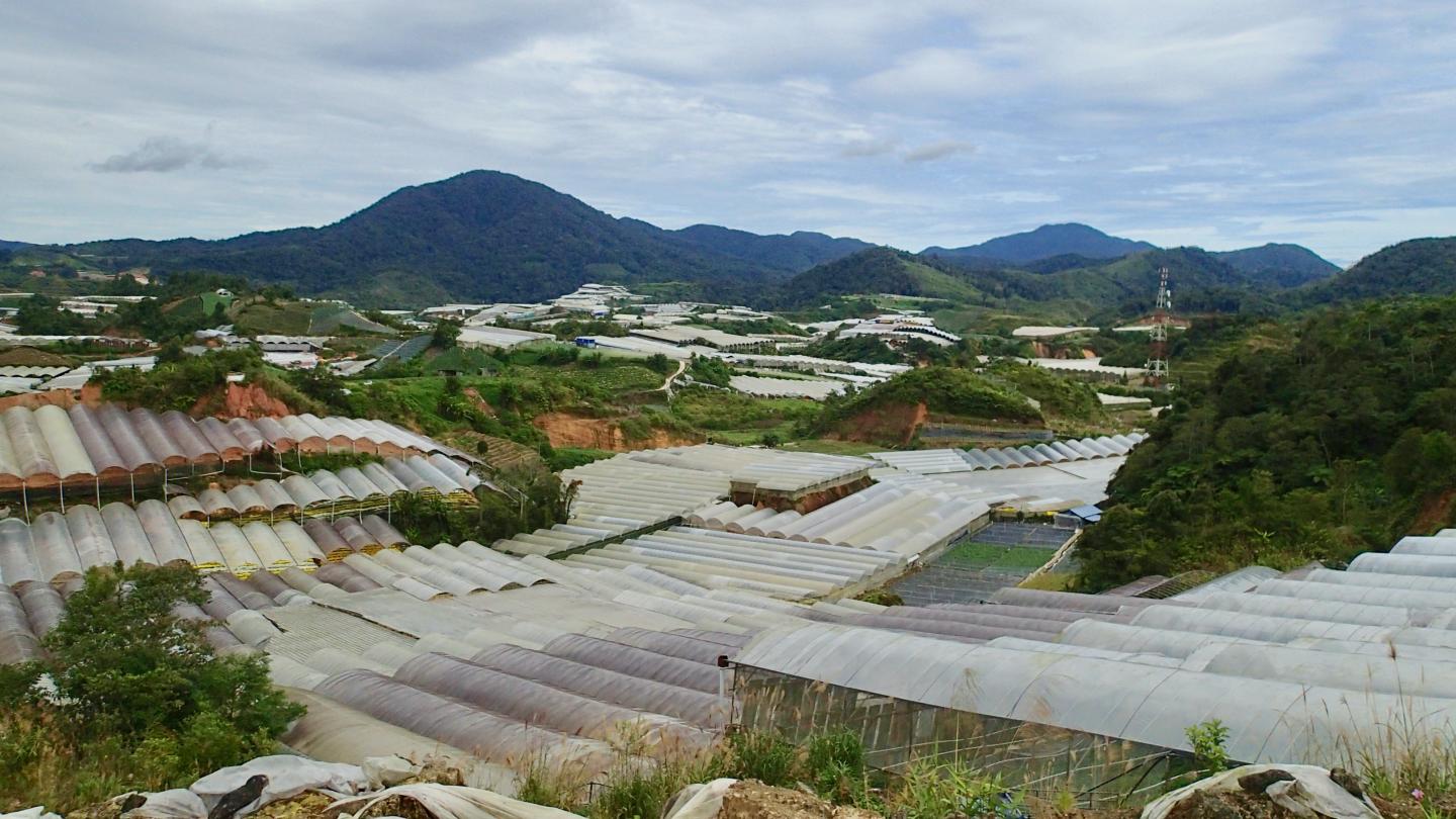 Deforested Land in Malaysia