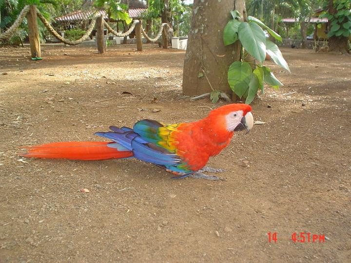 Scarlet Macaw