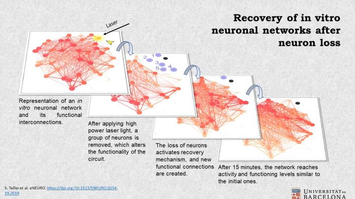Recovery of in Vitro Neuronal Networks after Neuron Loss