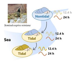 Examining activity and transcriptome rhythms of snails from both tidal and nontidal populations