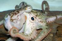 California 2-spot Octopus <em>Octopus bimaculoides</em>