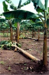 Roundworm-Infected Banana Field