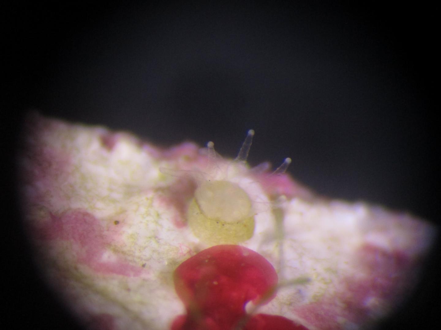 Pillar Coral, Settled Juvenile