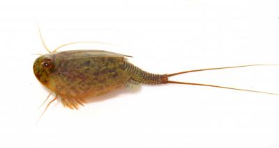 Image of a <i>Triops cancriformis</i>, the European Tadpole Shrimp