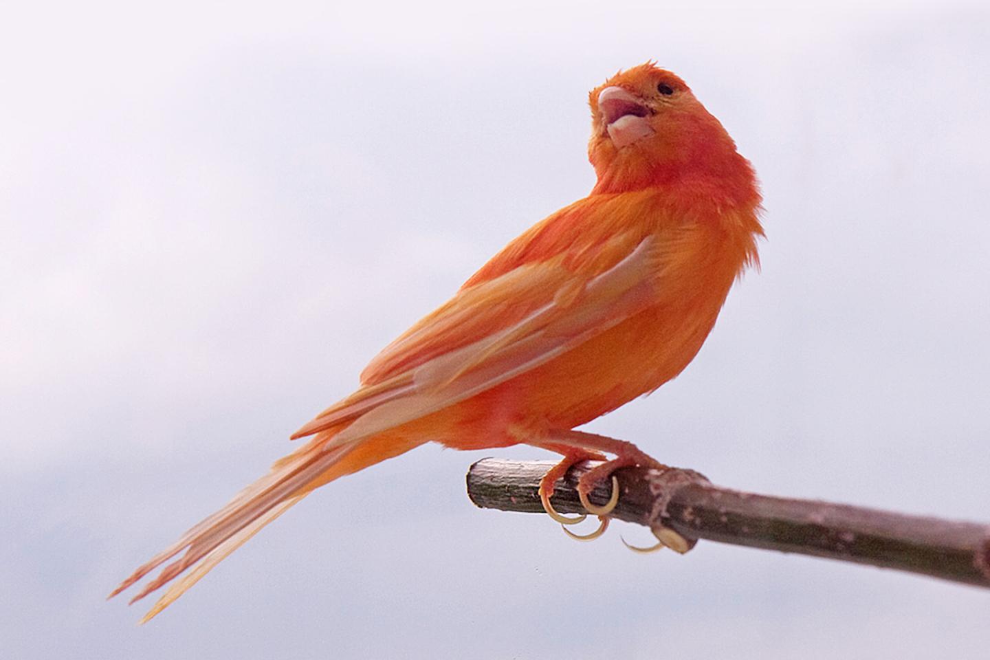 Red Factor Canary