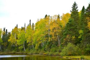 Boreal mixed woods in Canada