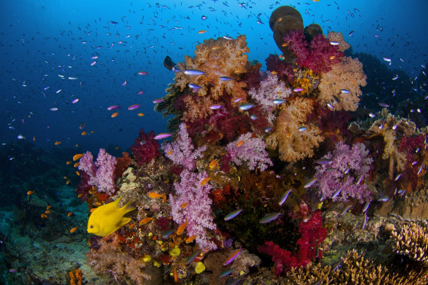 Vibrant Corals off Fiji