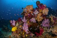 Vibrant Corals off Fiji
