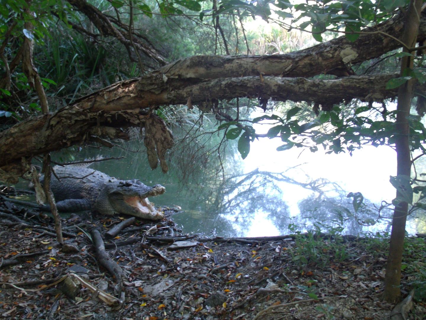 Texas Tech Biologist Leads Group That Mapped Crocodilian Genomes