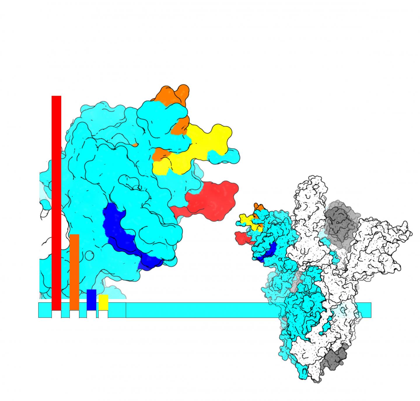 Protein Structure Answer Key