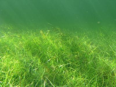 Seagrass Meadows