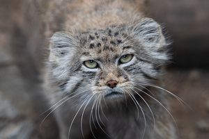 Pallas's Cat