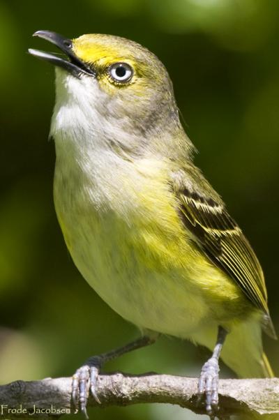 White-Eyed Vireo