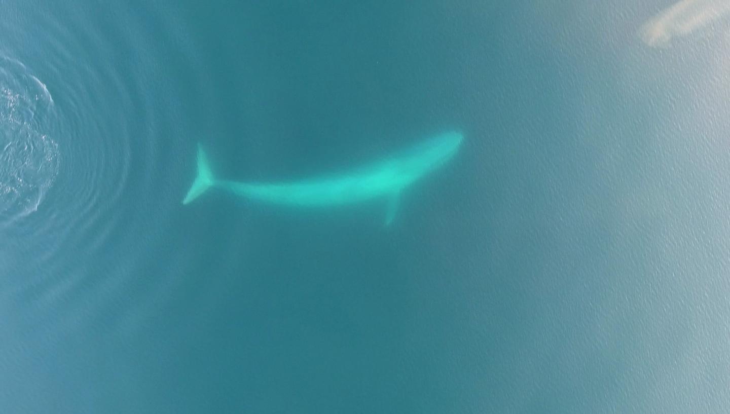 Blue Whale Spots Krill Patch
