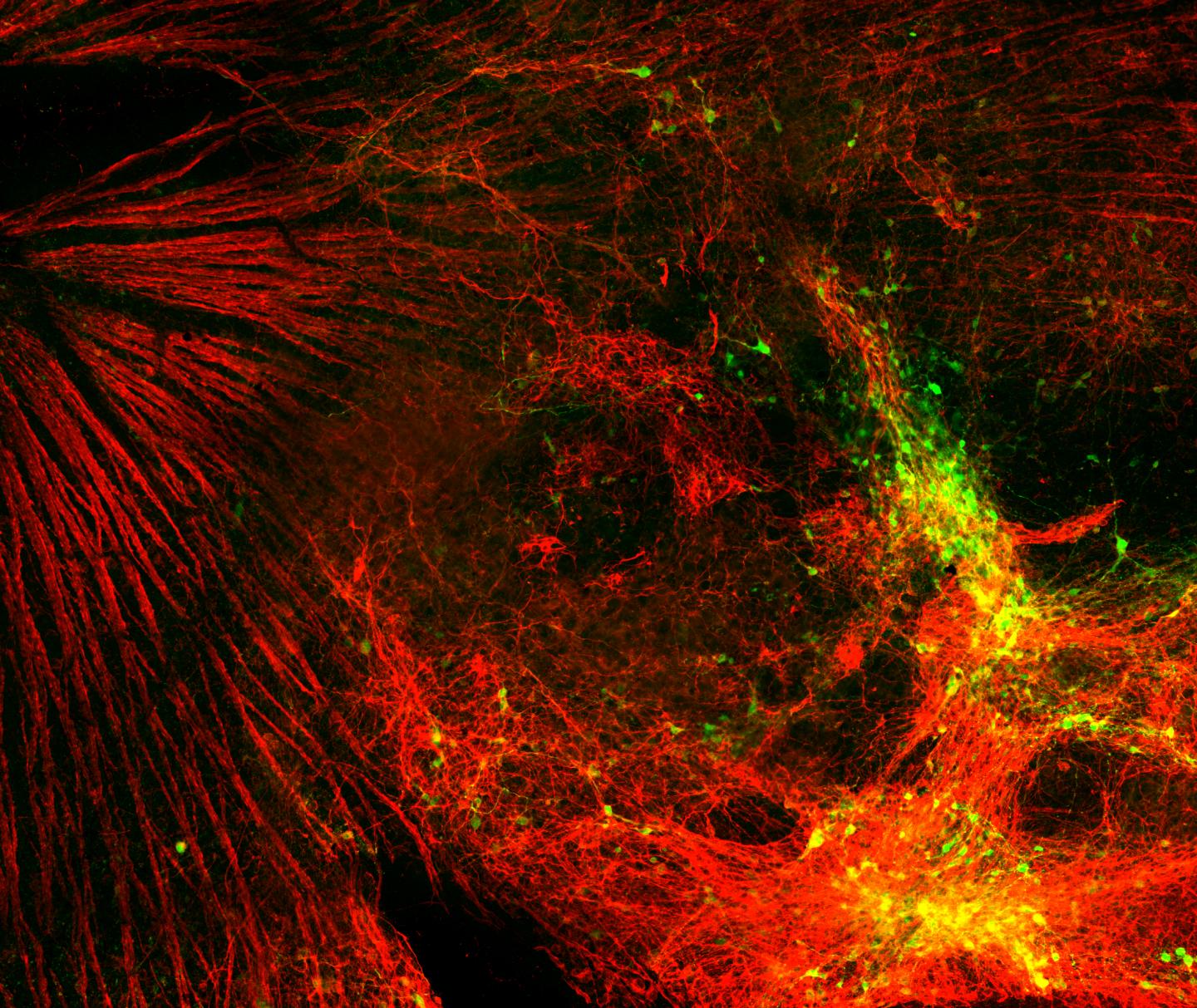 Stem Cells on Retinal Surface