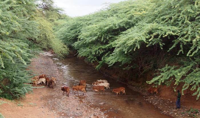 Prosopis invasions along a river in the Bogoria District, Kenya