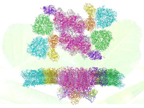 C2S2M2-Type PSII-LHCII Supercomplex