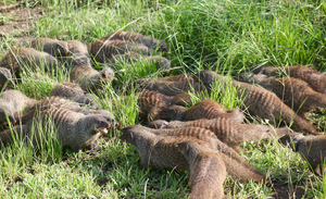 Groups of mongooses fighting