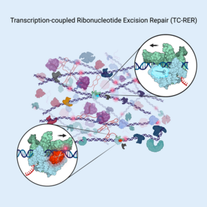 DNA repair partners with polymerase