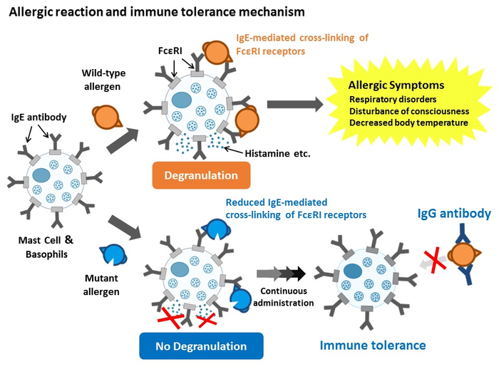 Allergic reaction and immune tolerance mechanism