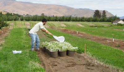  Lessando Gontijo, Washington State University