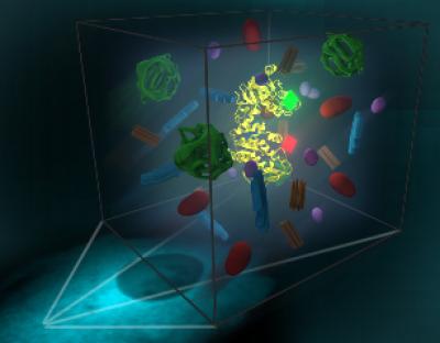 Studying Protein Dynamics in Vivo
