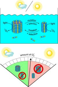 Schematic illustration of the evolving synthetic replicator system