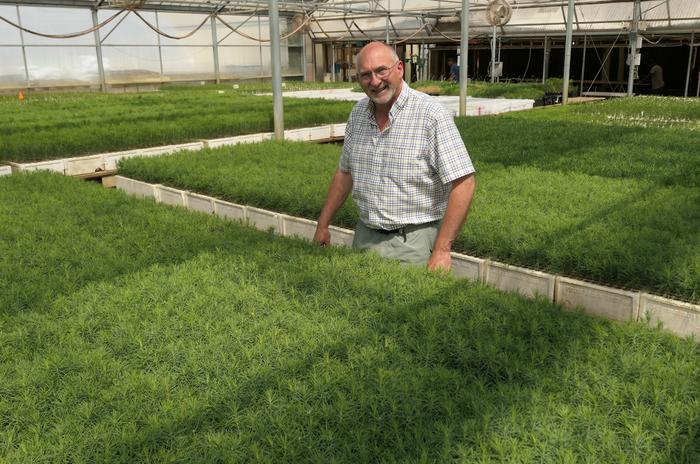 Crop of western white pine seedlings