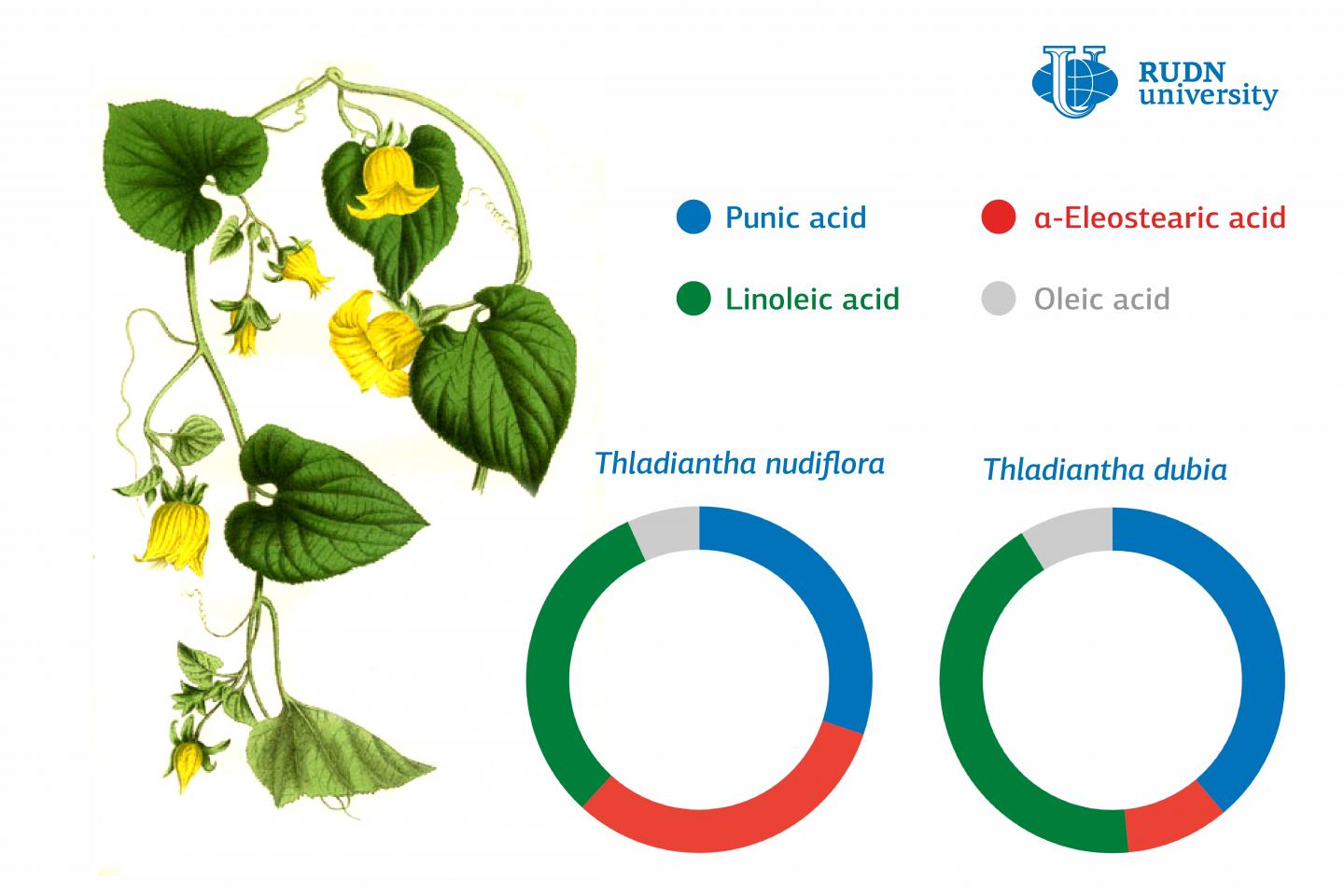 Chemists Studied the Composition of Oils Extracted from Popular Medicinal Plants