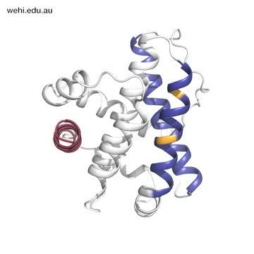 Structure of Cell Death Protein BAX