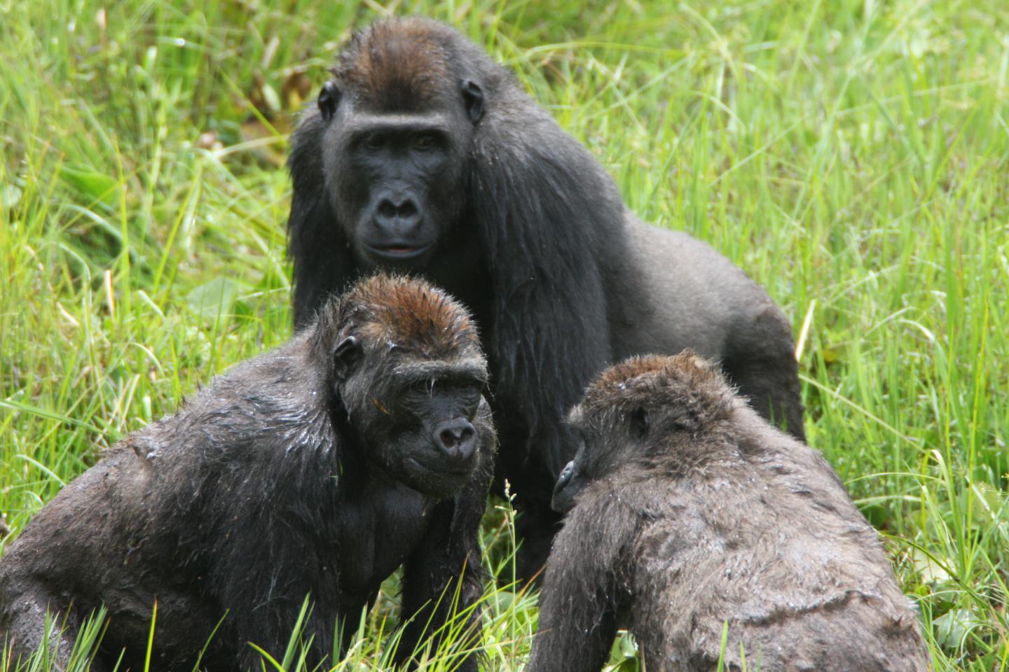 Western Gorillas at the Mbeli Bai Clearing in Nouabale-Ndoki National Park, Republic of Congo (1)