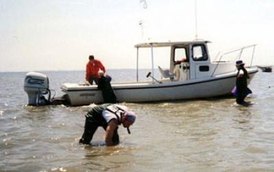 Researchers Checking Seagrass Health at NSF's Virgina Coast Reserve LTER Site
