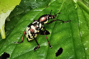 New-to-science Easter egg weevil
