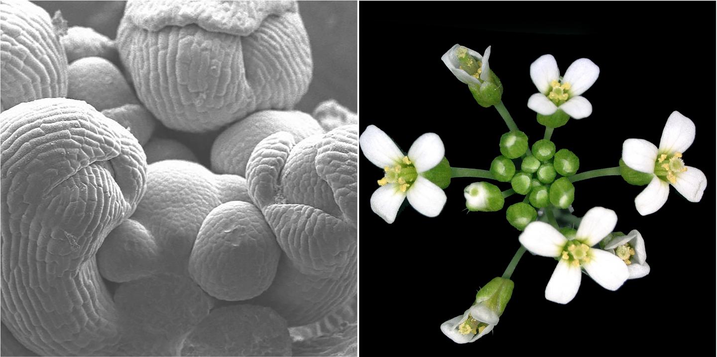 Arabidopsis thaliana shoot apical meristem