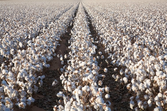 Cotton yield