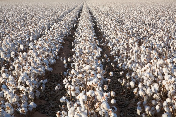 Understanding The Cotton Plant & Its Physiology 