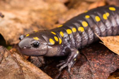 Spotted Salamander