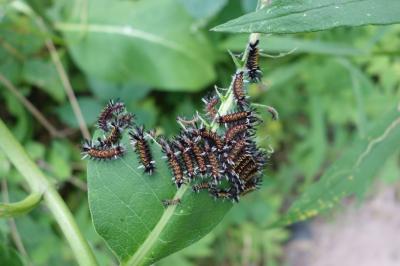 A Second Example of Ignorance of Payoff