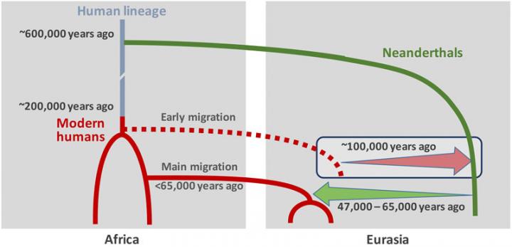 Neanderthal Human Mixture