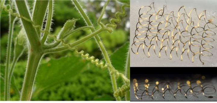 Assembly of 3-D Helical Coils