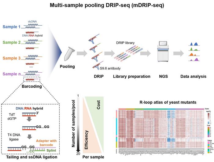 mDRIP-seq is a high-throughput method for quantitative profiling of R-loop landscape